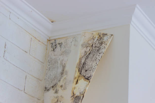 Best Commercial Mold Inspection  in Olton, TX